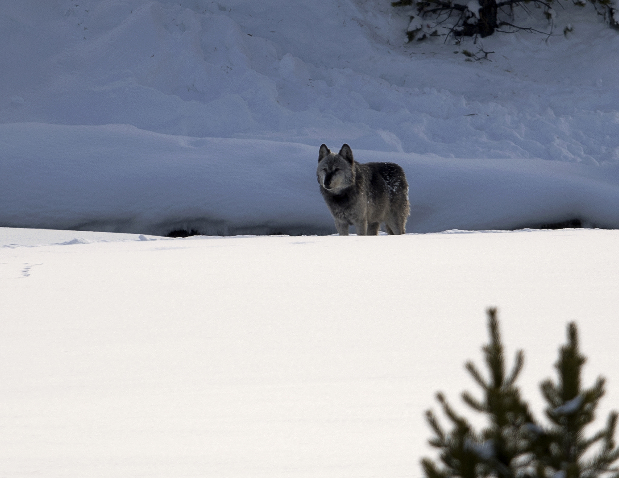 Nikon AF-S Nikkor 800mm F5.6E FL ED VR sample photo. Yellowstone in winter photography