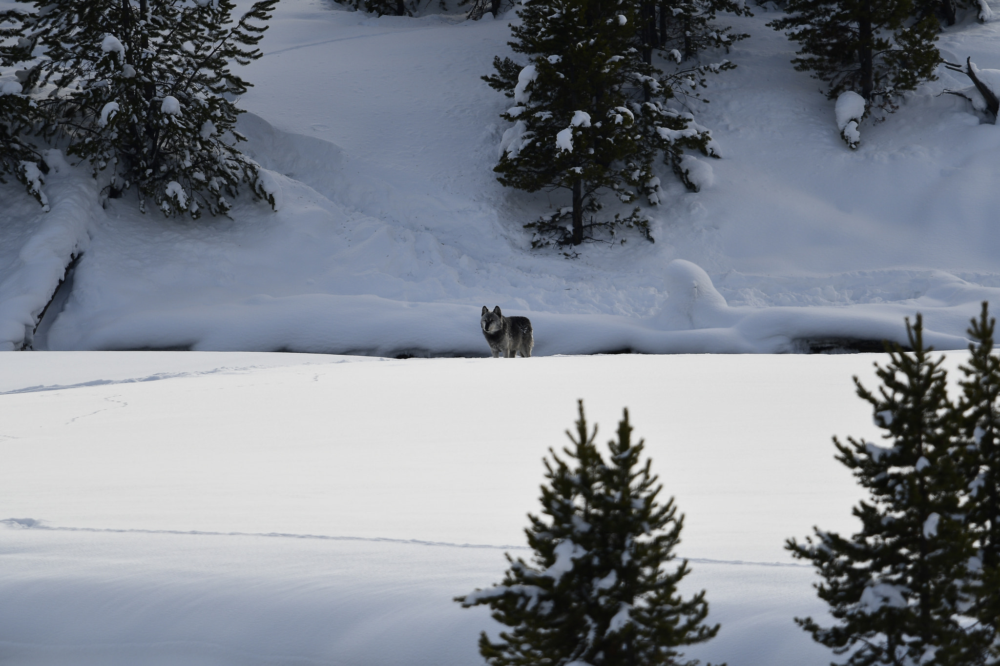 Nikon D500 + Nikon AF-S Nikkor 800mm F5.6E FL ED VR sample photo. Yellowstone in winter photography