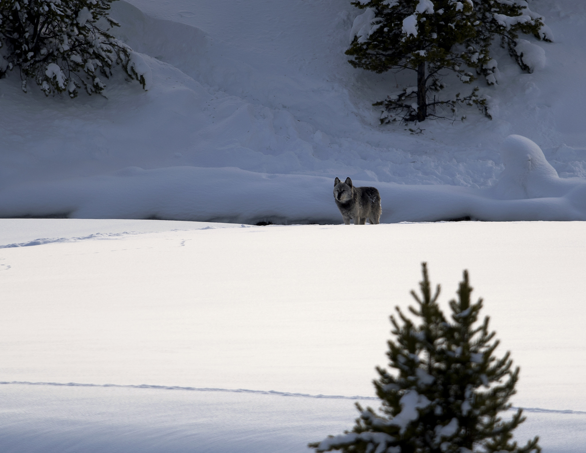 Nikon D500 + Nikon AF-S Nikkor 800mm F5.6E FL ED VR sample photo. Yellowstone in winter photography