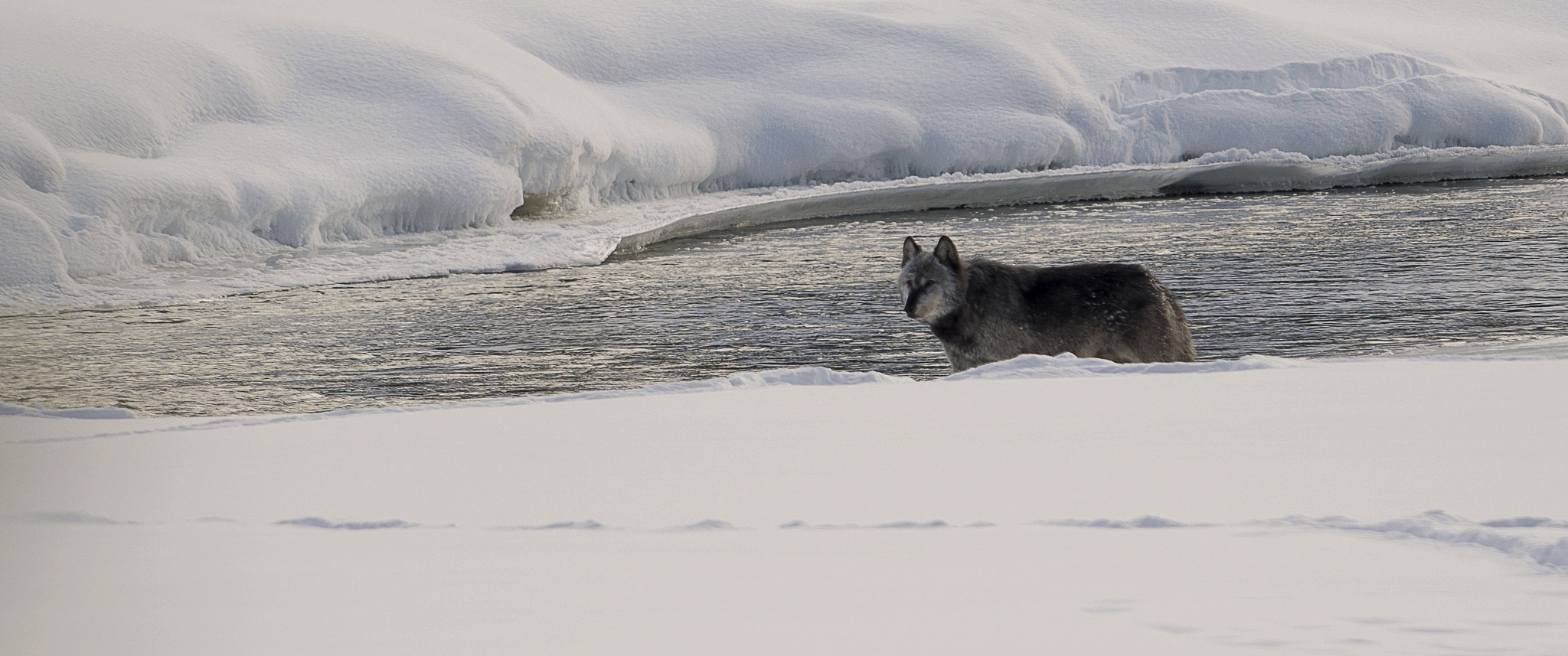 Nikon AF-S Nikkor 800mm F5.6E FL ED VR sample photo. Yellowstone in winter photography