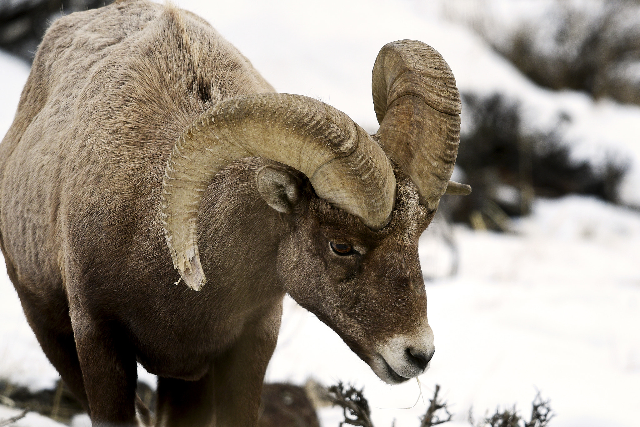 Nikon AF-S Nikkor 800mm F5.6E FL ED VR sample photo. Yellowstone in winter photography