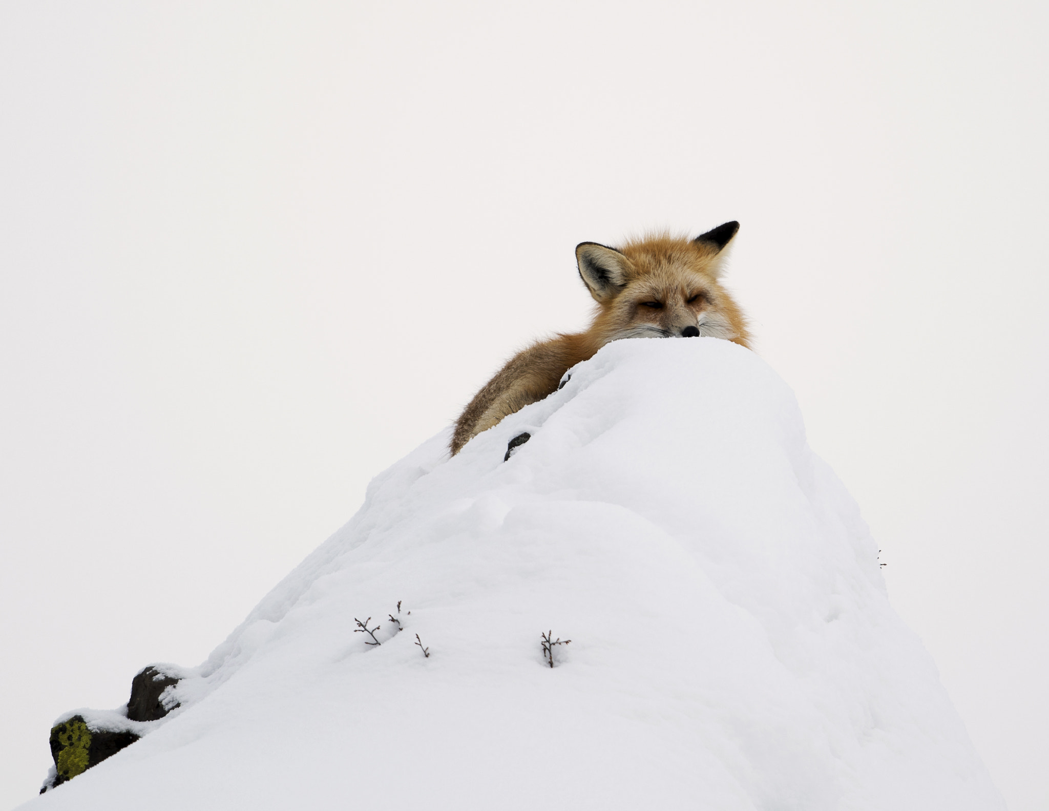 Nikon AF-S Nikkor 800mm F5.6E FL ED VR sample photo. Yellowstone in winter photography