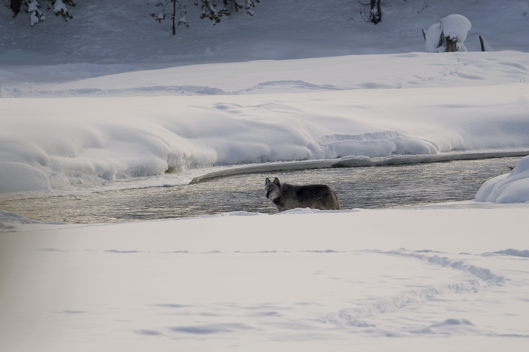 Nikon AF-S Nikkor 800mm F5.6E FL ED VR sample photo. Yellowstone in winter photography