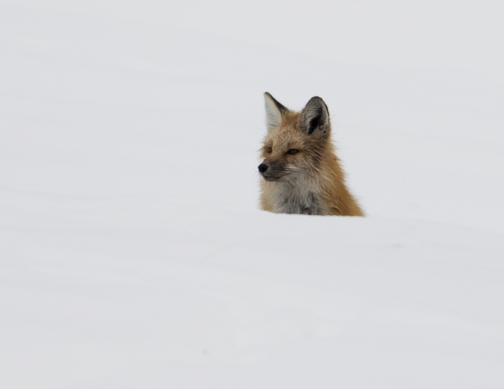 Nikon AF-S Nikkor 800mm F5.6E FL ED VR sample photo. Yellowstone in winter photography