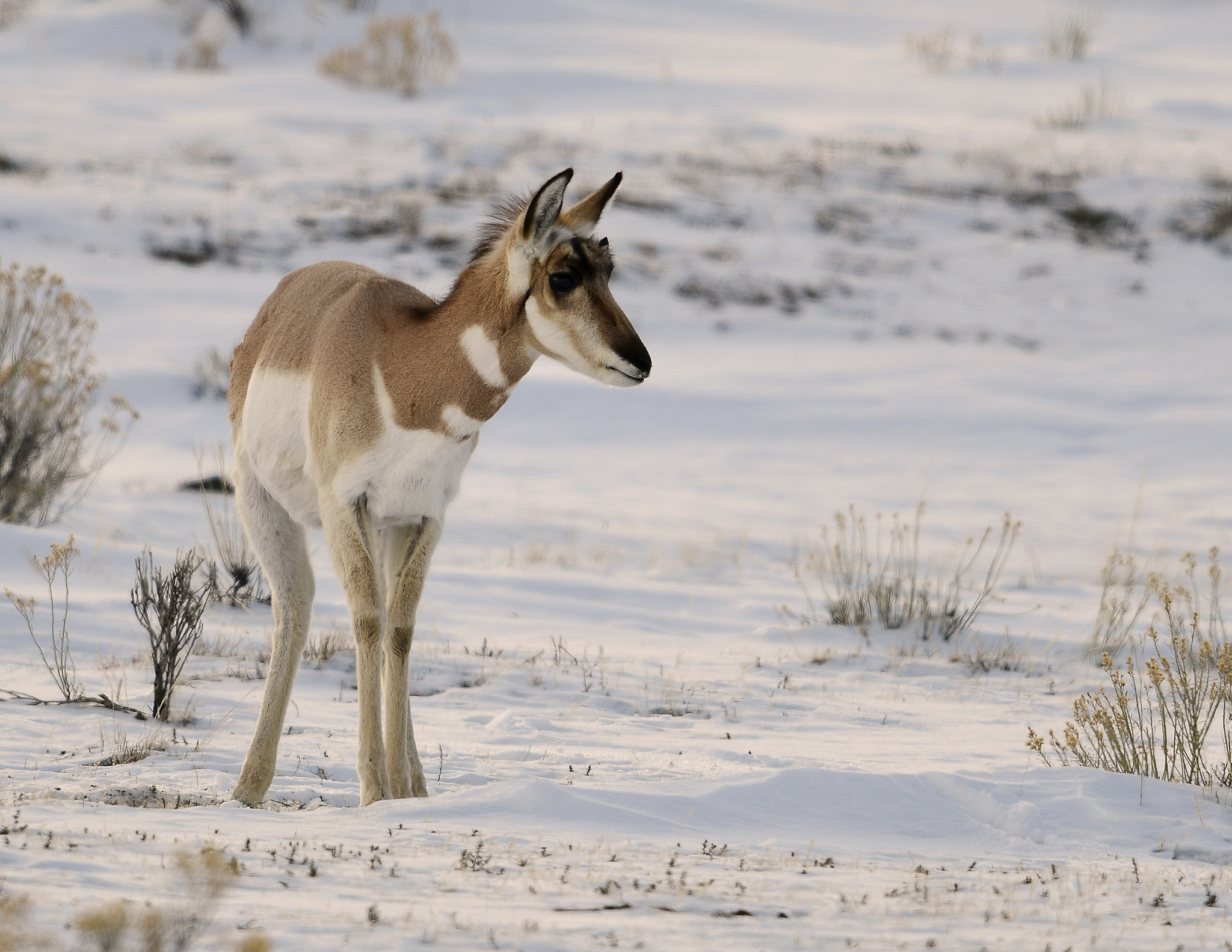 Nikon AF-S Nikkor 800mm F5.6E FL ED VR sample photo. Yellowstone in winter photography