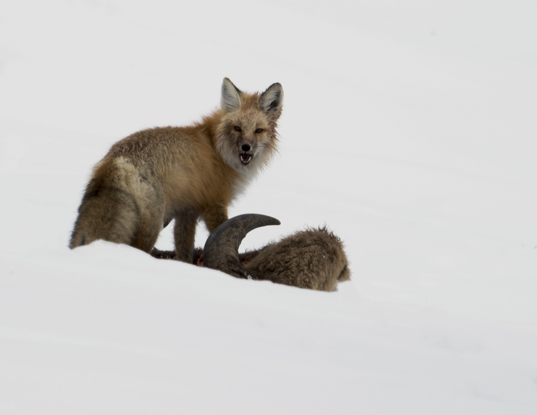Nikon AF-S Nikkor 800mm F5.6E FL ED VR sample photo. Yellowstone in winter photography