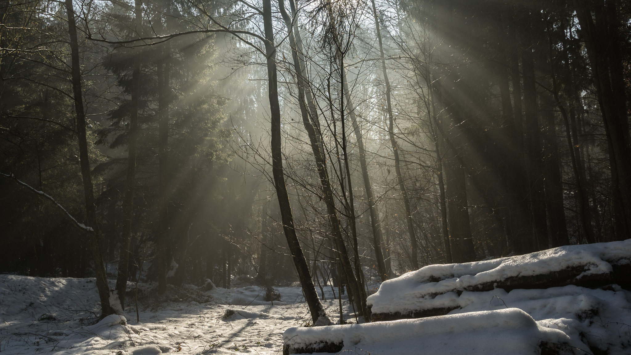 Sony a7 II + Canon EF 24-105mm F4L IS USM sample photo. Sunbeams in the forest photography