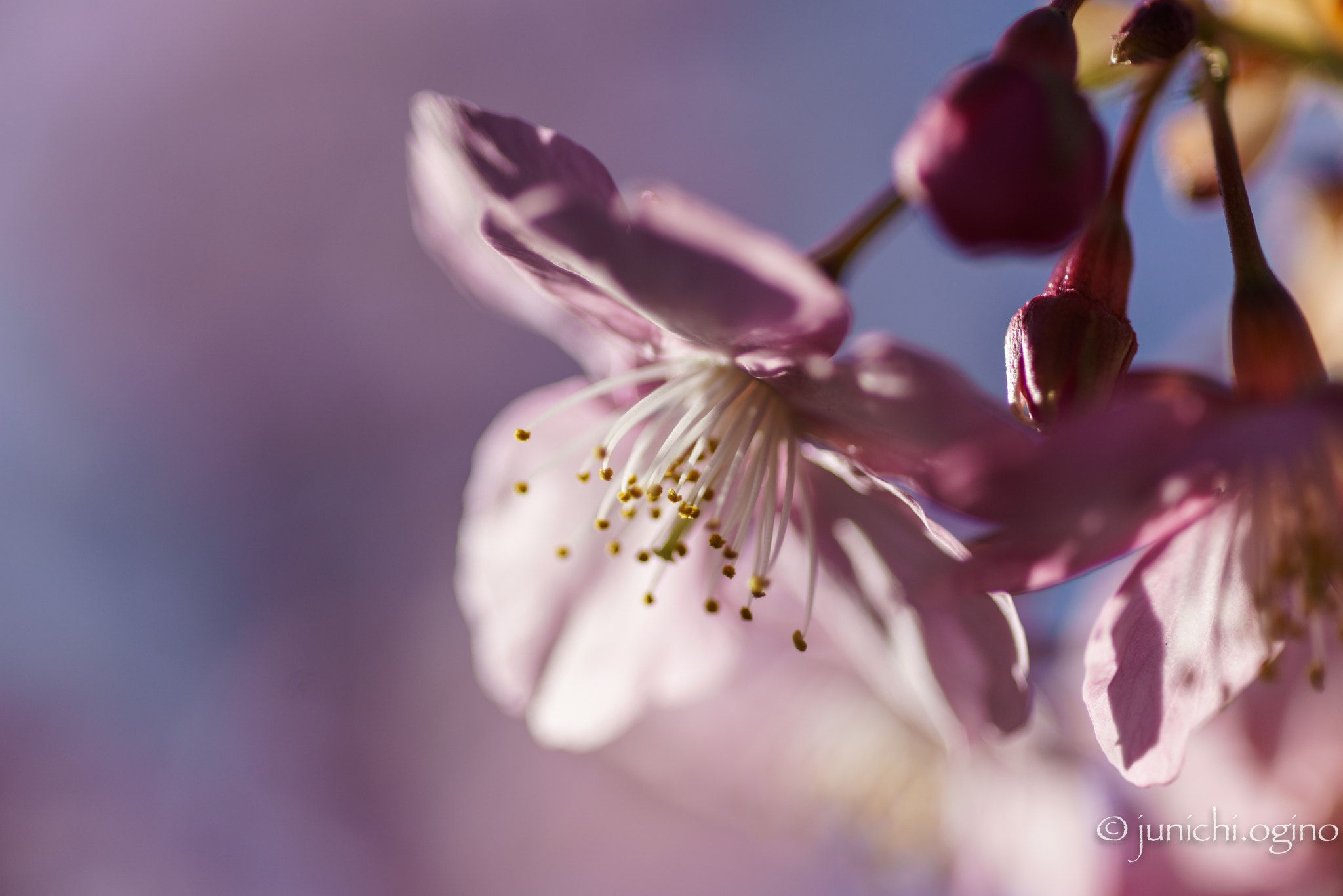 Minolta AF 100mm F2.8 Macro [New] sample photo. Dyed in pink photography