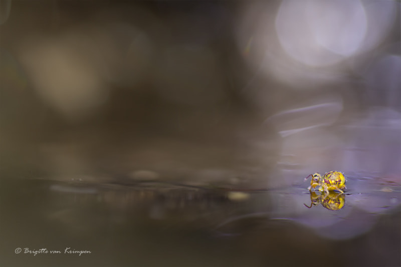 Canon EF 100mm F2.8 Macro USM sample photo. Into the spotlight photography