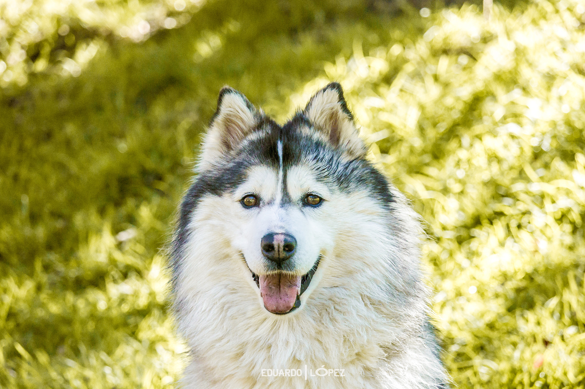 Canon EF-S 55-250mm F4-5.6 IS STM sample photo. Copia photography