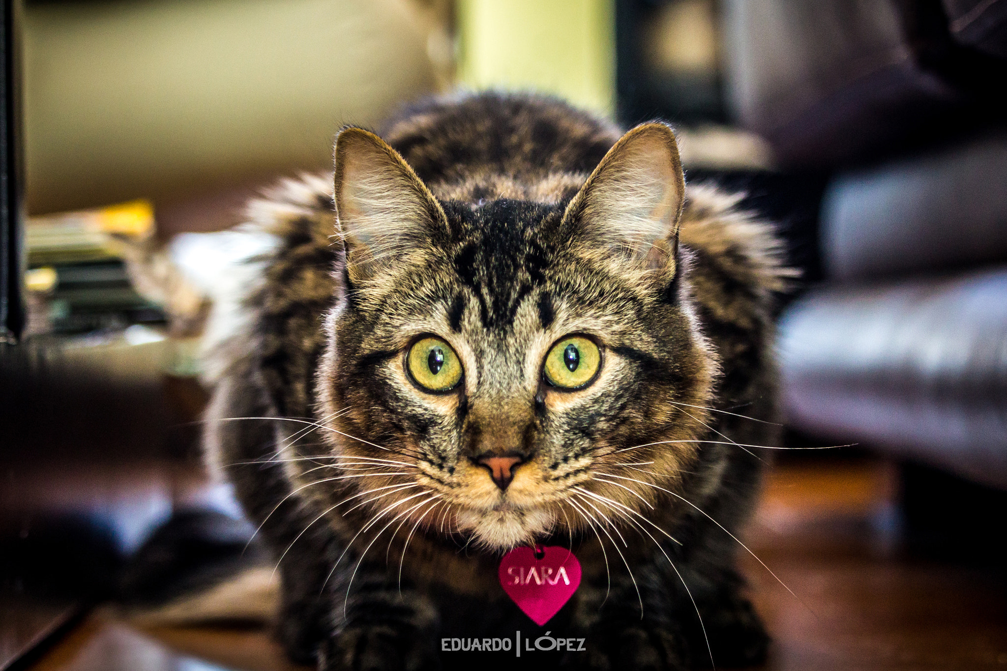 Canon EF-S 55-250mm F4-5.6 IS STM sample photo. Copia photography