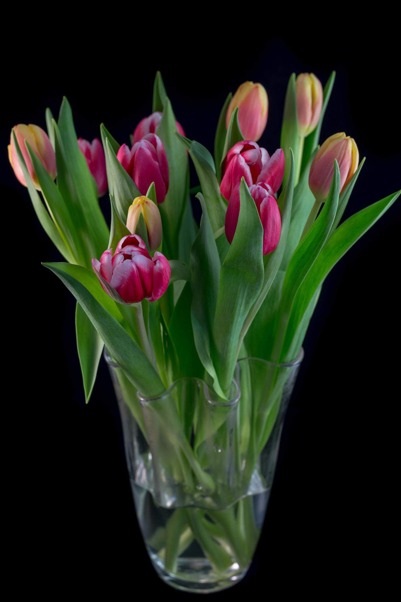 Nikon D610 + Nikon AF Nikkor 50mm F1.4D sample photo. Tulips...from holland photography