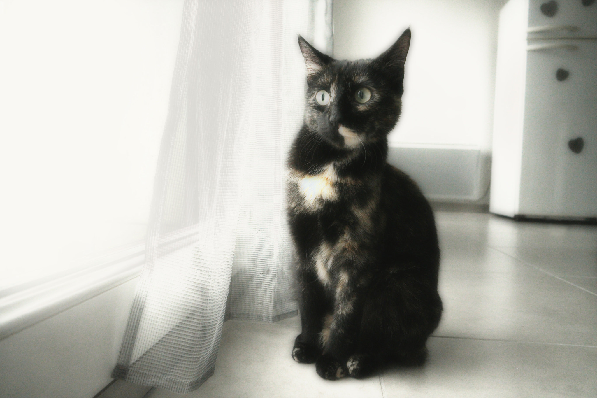Samsung NX500 + Samsung NX 16-50mm F3.5-5.6 Power Zoom ED OIS sample photo. Mune cat photography