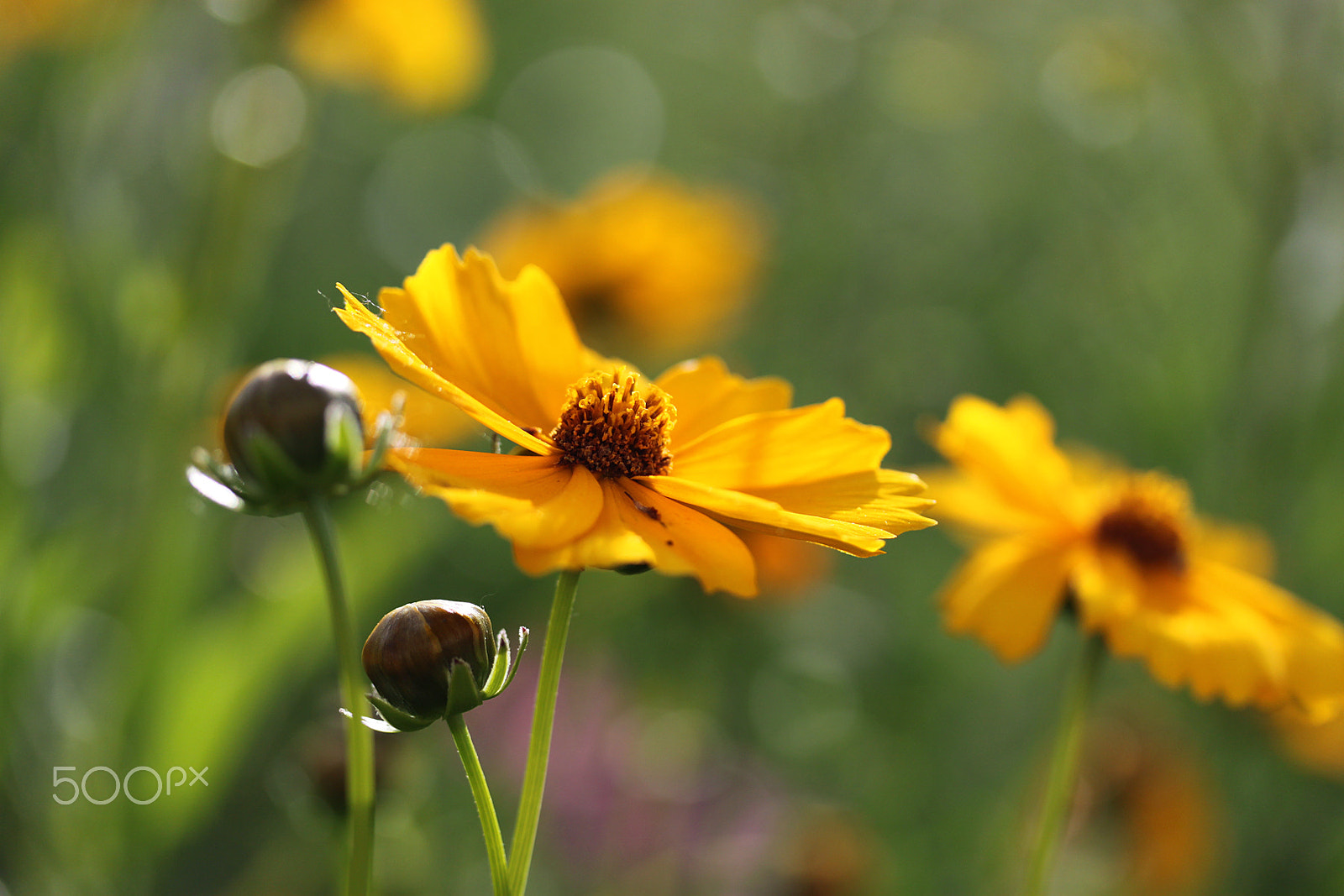 Canon EF-S 60mm F2.8 Macro USM sample photo. *** photography
