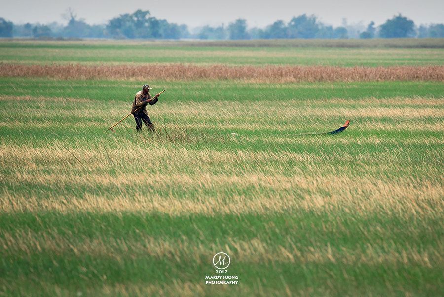 Nikon D800 sample photo. A grass sea ! (ខេត្តបន្ទាយមានជ័យ) photography
