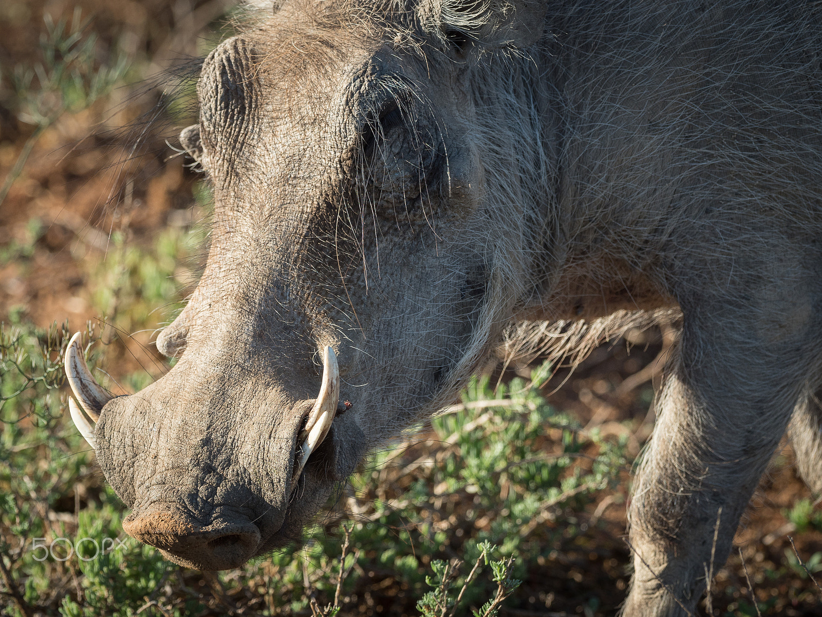 Olympus OM-D E-M5 II + OLYMPUS M.300mm F4.0 sample photo. Warthog photography