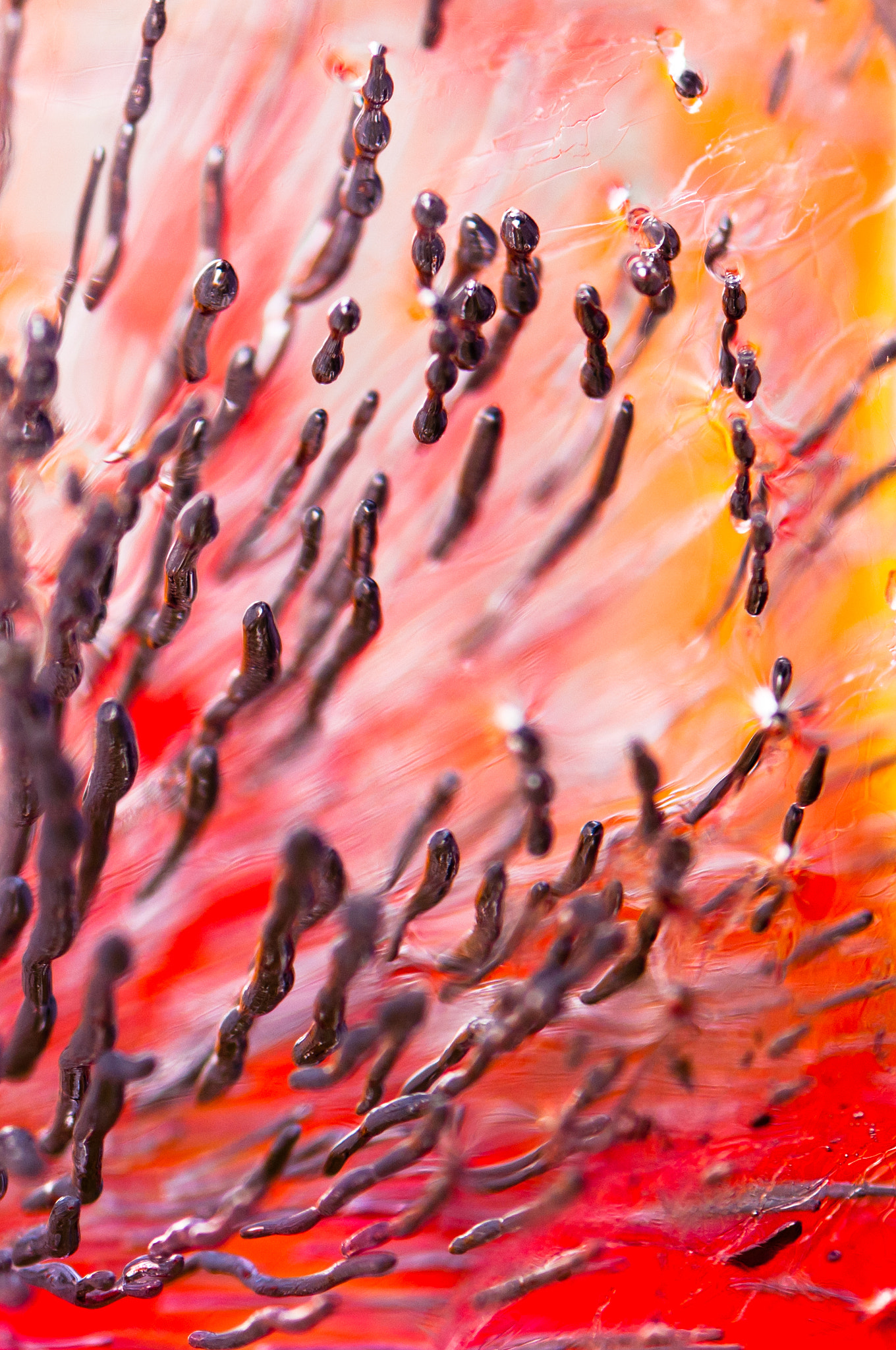Sigma 105mm F2.8 EX DG Macro sample photo. Fire and ice photography