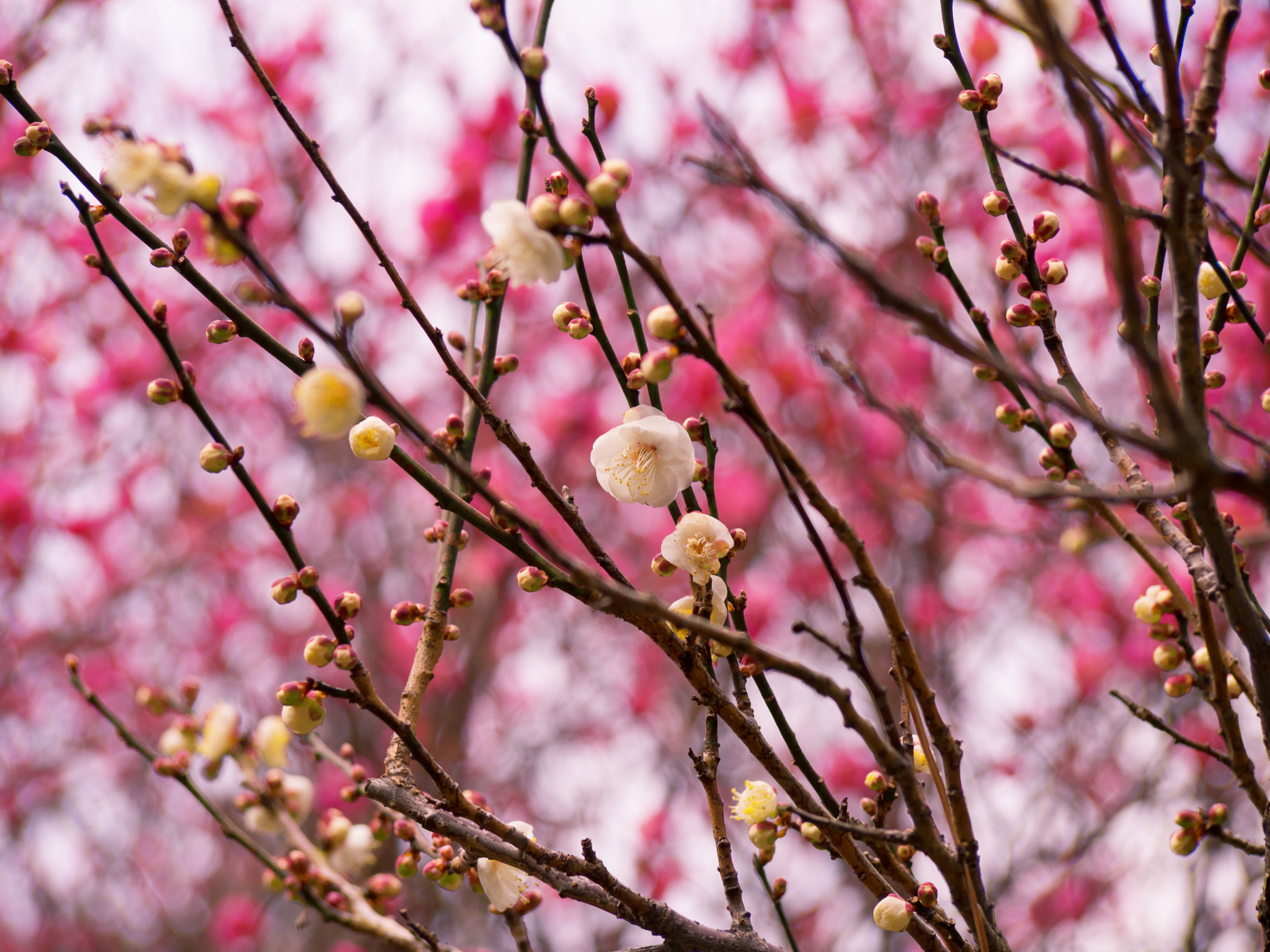 Olympus PEN E-PM2 sample photo. Red and white photography