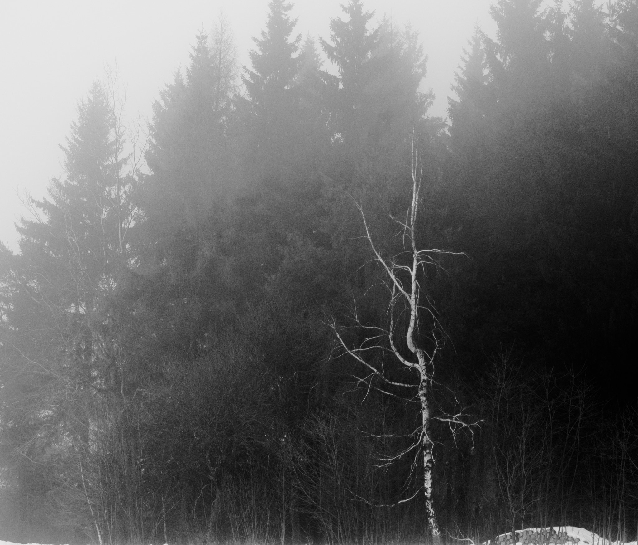 Nikon D200 sample photo. Dsc-forest photography