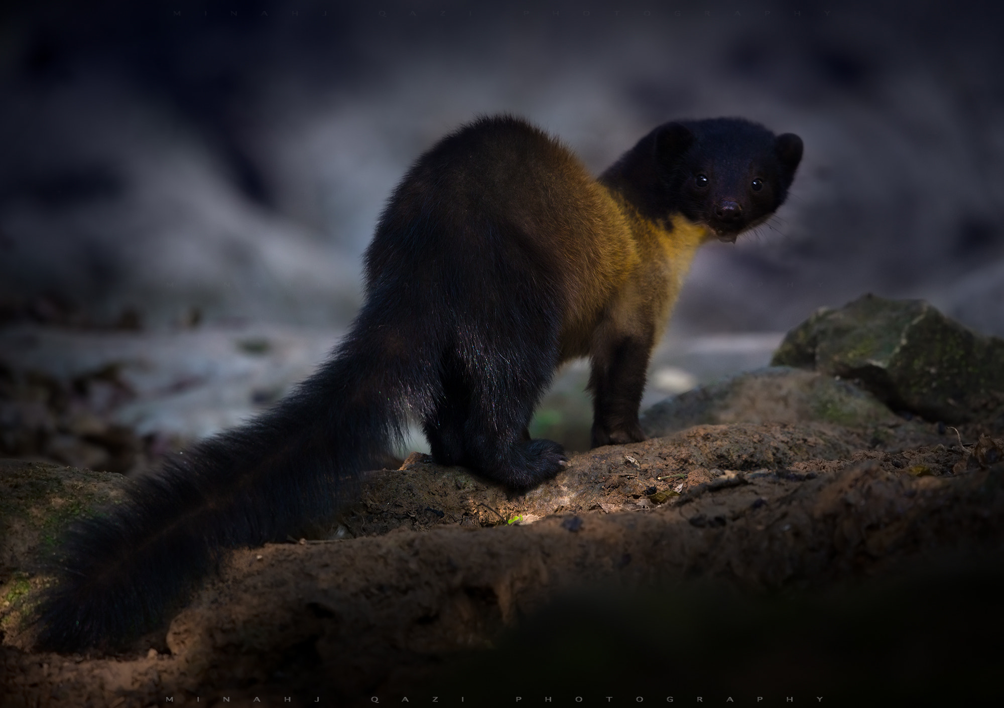 Canon EF 500mm F4L IS II USM sample photo. Marten photography