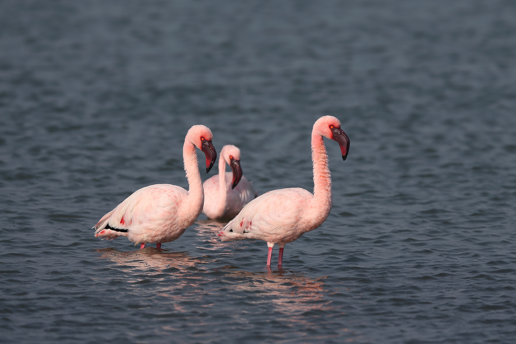 Canon EF 400mm F2.8L IS II USM sample photo. Lesser flamingos photography