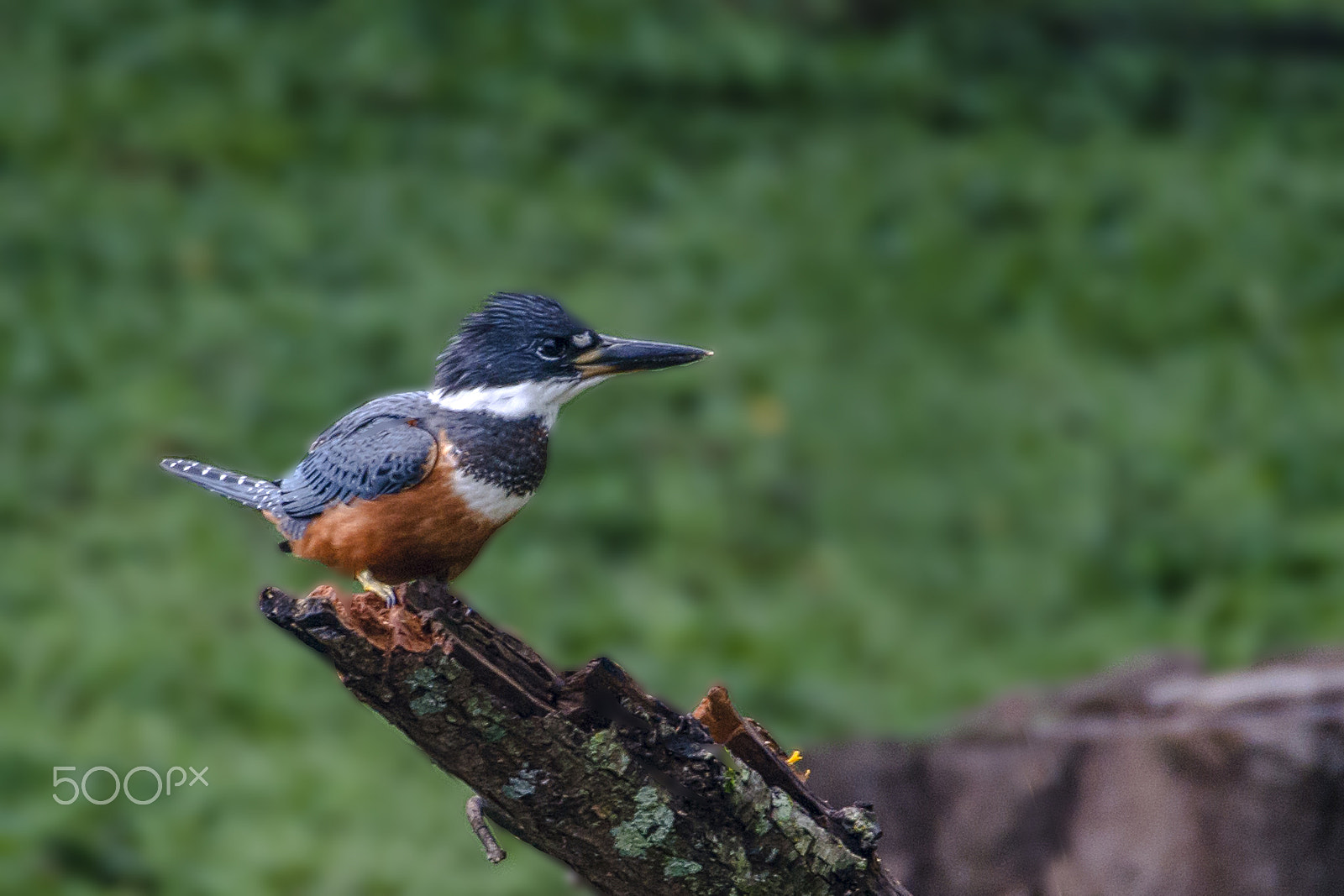 Sigma 150-600mm F5-6.3 DG OS HSM | C sample photo. Ringed kingfisher photography