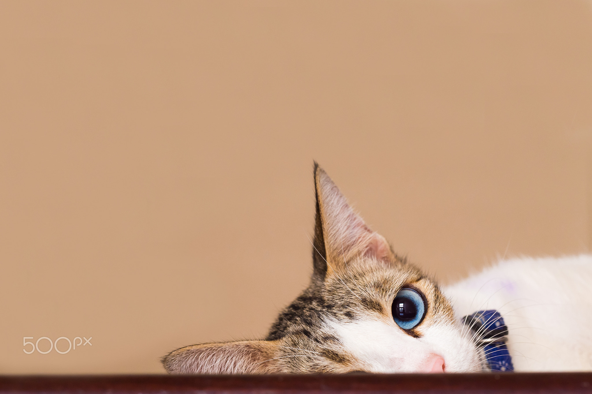 Beautiful cat hiding eyes