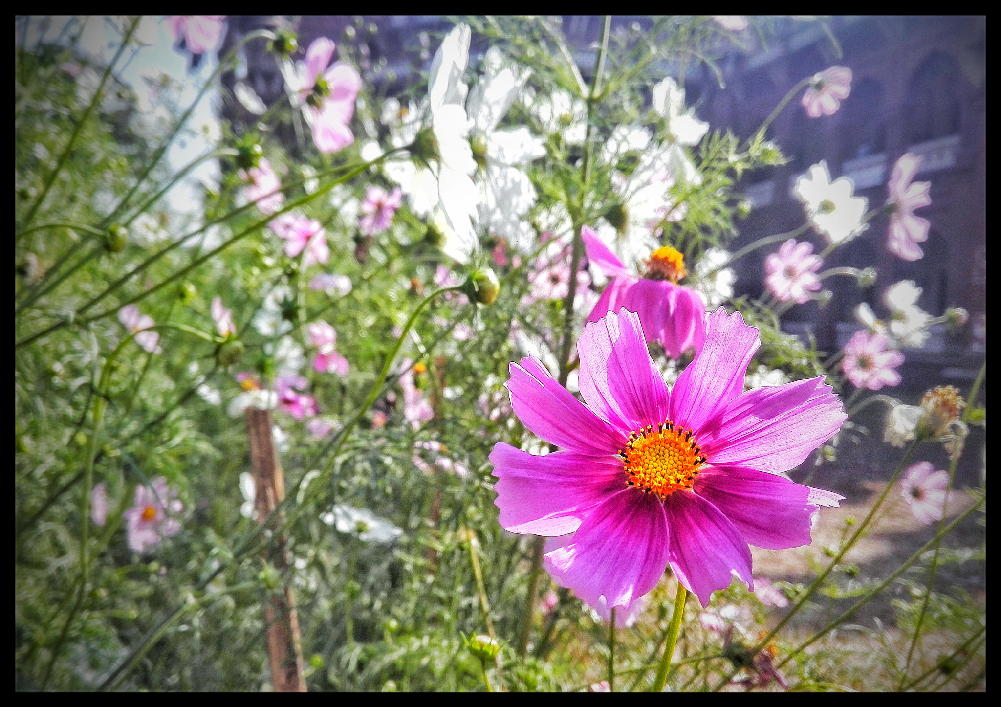 HUAWEI Cherry Mini sample photo. Flower photography