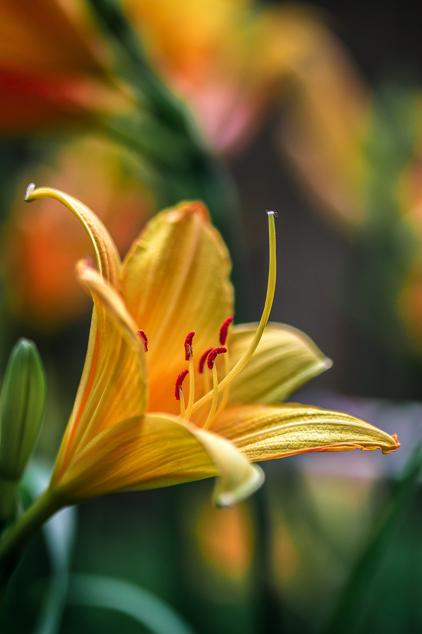 Canon EF-S 60mm F2.8 Macro USM sample photo. Lily photography