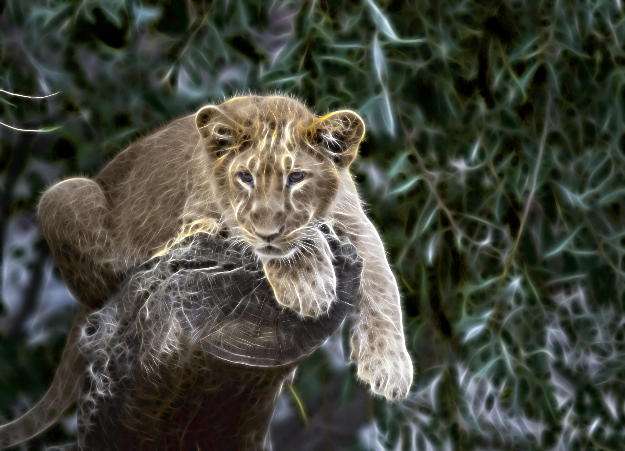 Nikon D600 + AF Nikkor 300mm f/4 IF-ED sample photo. Young lion photography