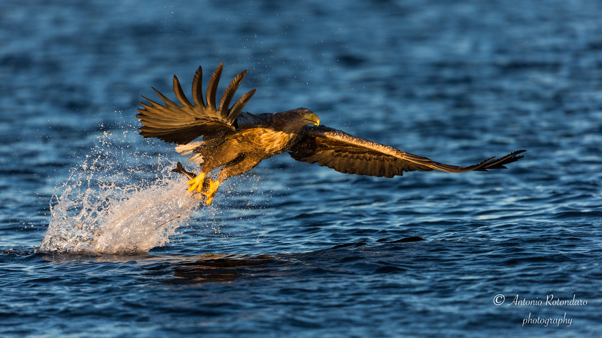 Canon EF 500mm F4L IS II USM sample photo. Aquila marina  photography
