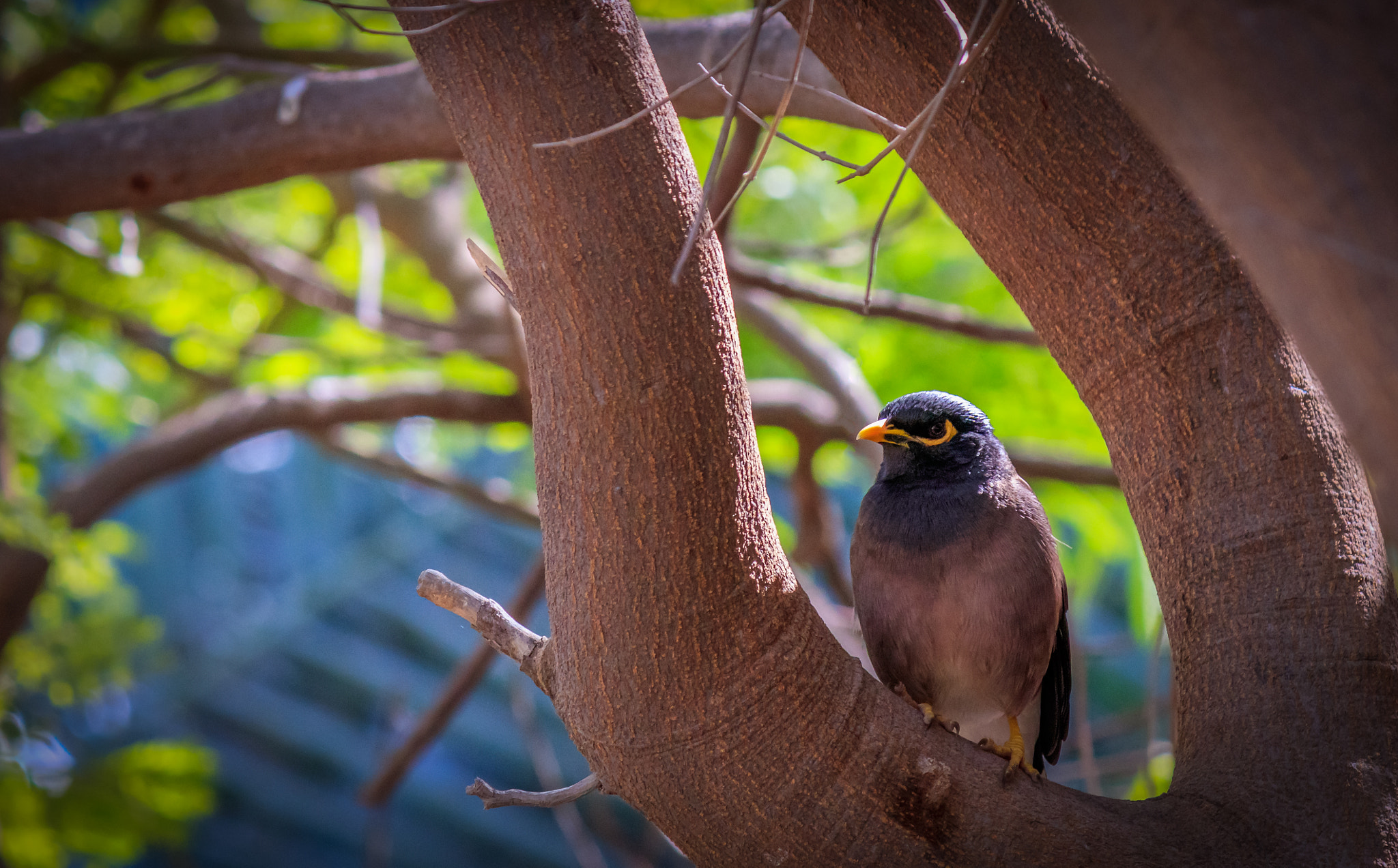 Canon EF-S 55-250mm F4-5.6 IS II sample photo. Hiding in the bushes photography