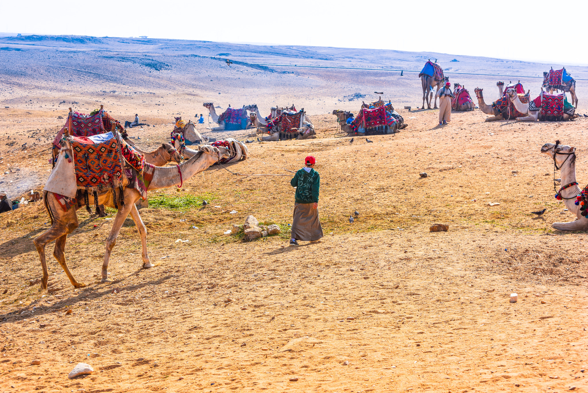 Nikon D810 sample photo. Camel photography