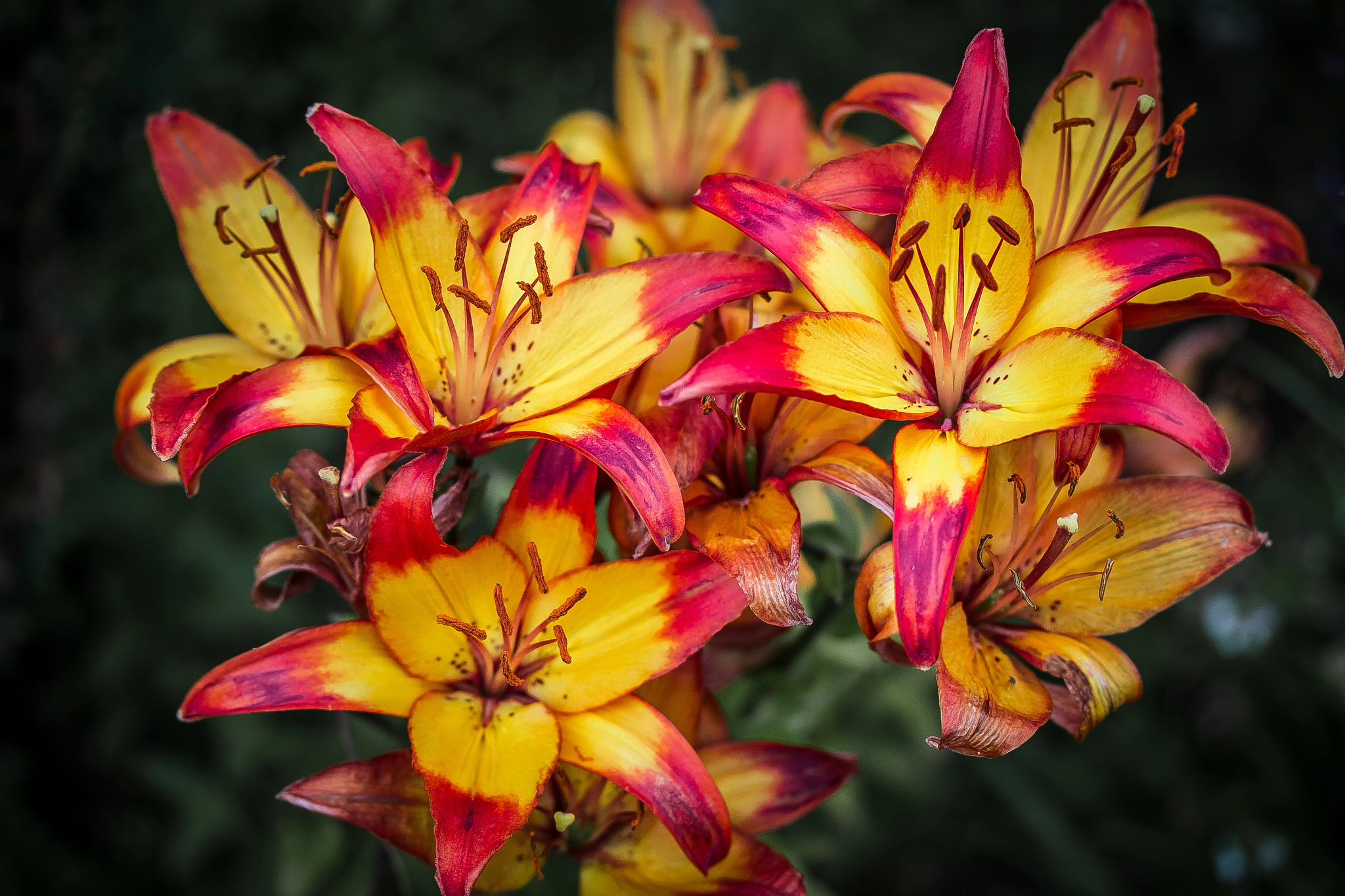 Canon EF-S 60mm F2.8 Macro USM sample photo. Lily photography