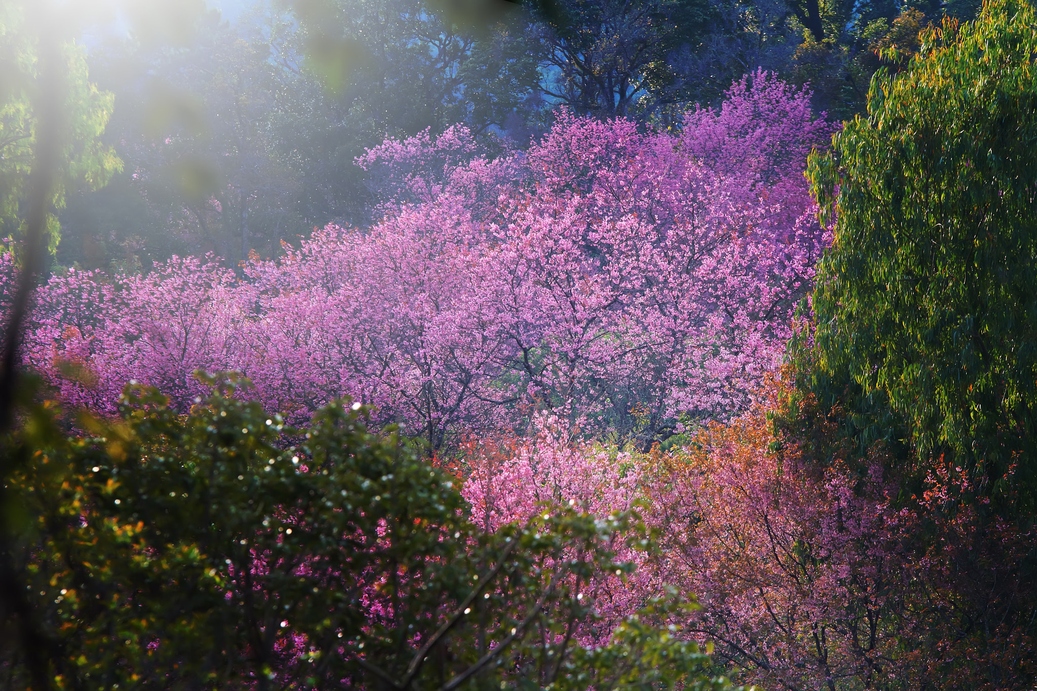 Sigma 70-200mm F2.8 EX DG OS HSM sample photo. Beautiful pink sakura flower blooming photography