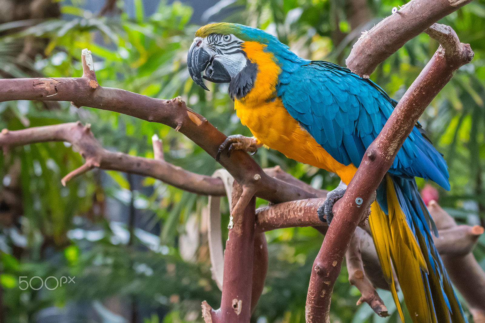 Canon EF 70-300mm F4-5.6L IS USM sample photo. Parrot photography