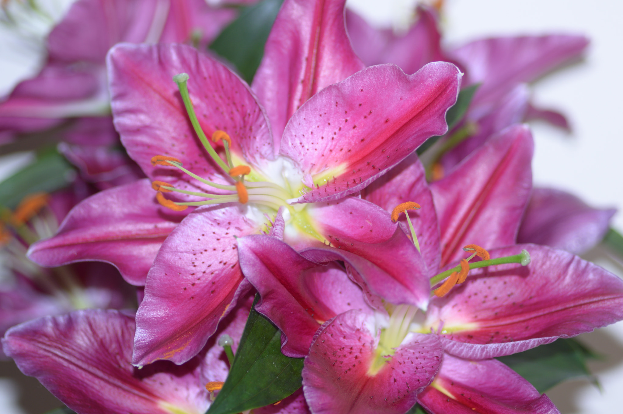 Nikon D3200 sample photo. In bloom photography