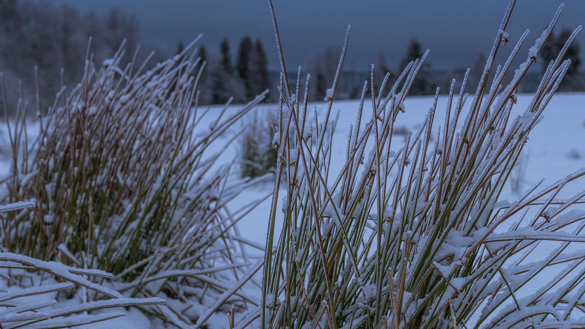 Sony Sonnar T* E 24mm F1.8 ZA sample photo. Frozen grass photography