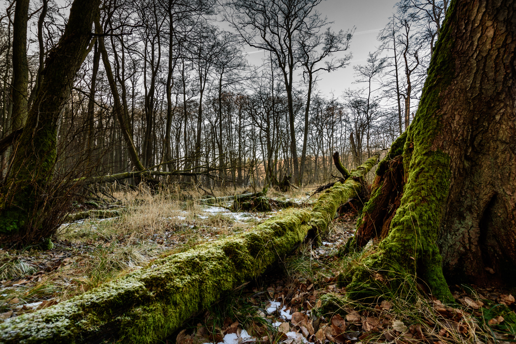 Nikon D5500 + Sigma 10-20mm F3.5 EX DC HSM sample photo. Forest photography
