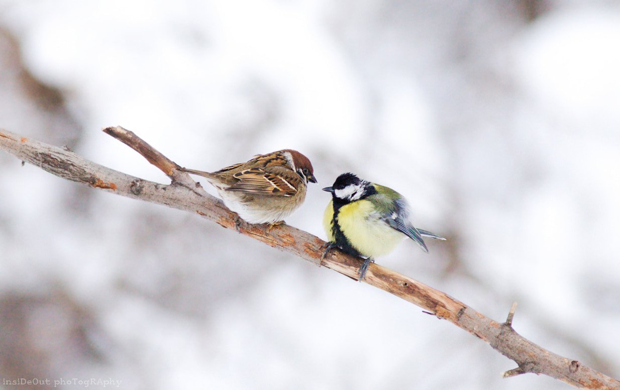 Canon EF 300mm F4L IS USM sample photo. Fluffies photography