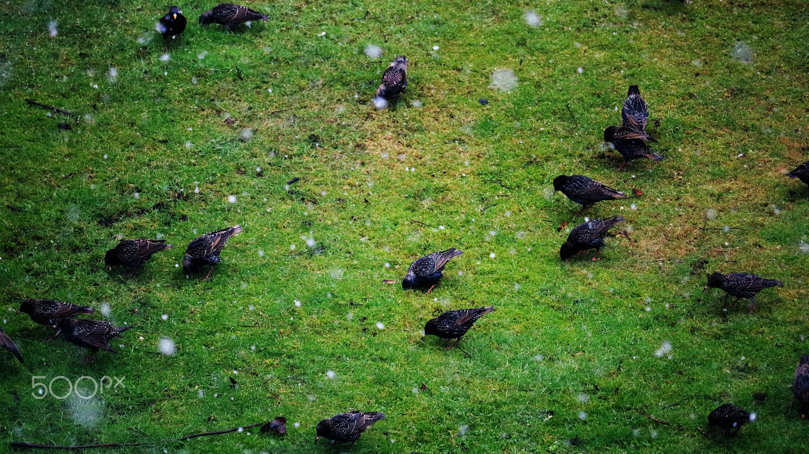 Canon EF-S 55-250mm F4-5.6 IS STM sample photo. Birds in the cold photography