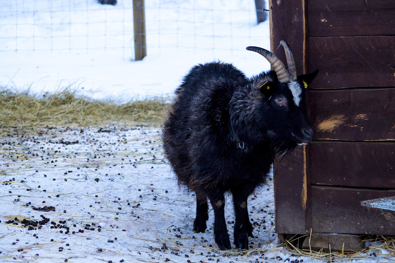 Pentax K-S1 + smc PENTAX-DA L 50-200mm F4-5.6 ED sample photo. Black young goat photography