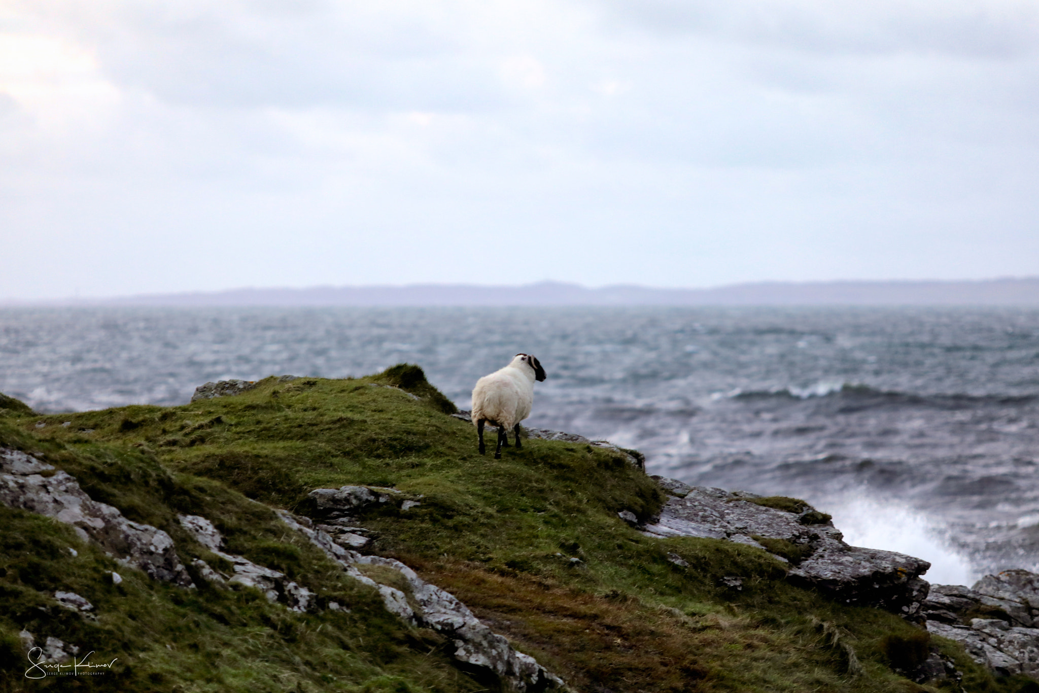 Canon EF 135mm F2L USM sample photo. The curious sheep photography