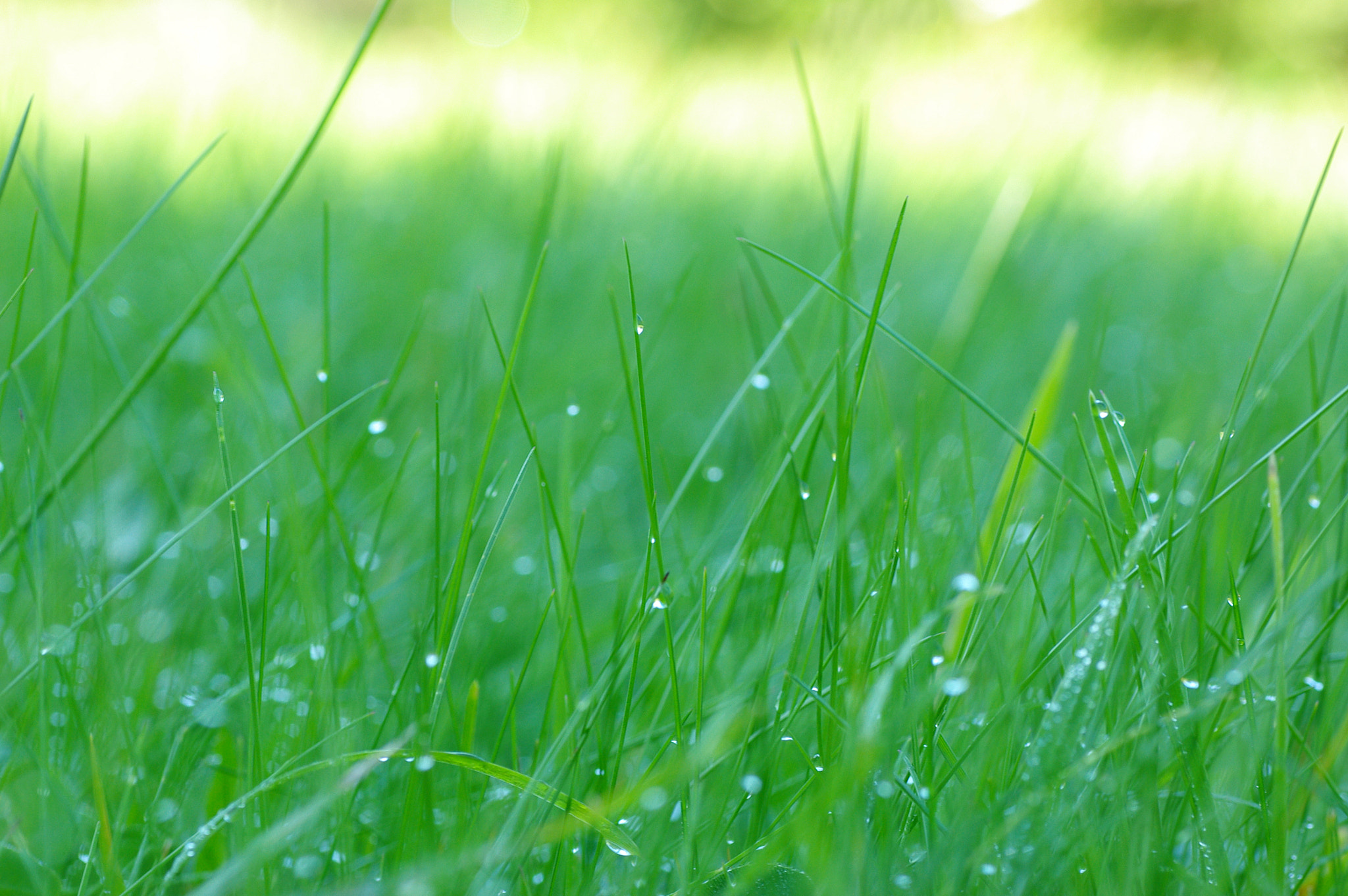 Pentax K200D + Tamron SP AF 90mm F2.8 Di Macro sample photo. Grass photography