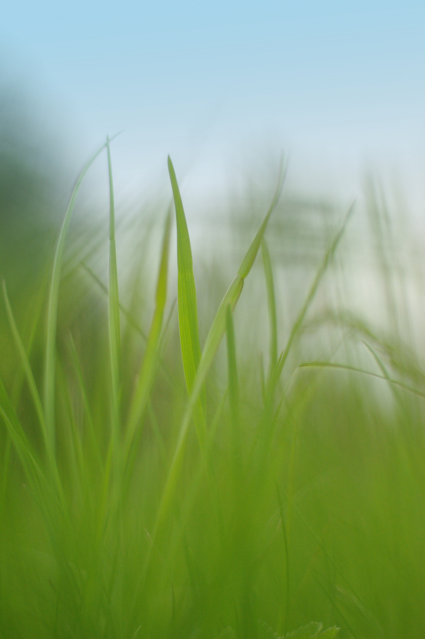 Pentax smc FA 50mm F1.4 sample photo. Greenphoto photography