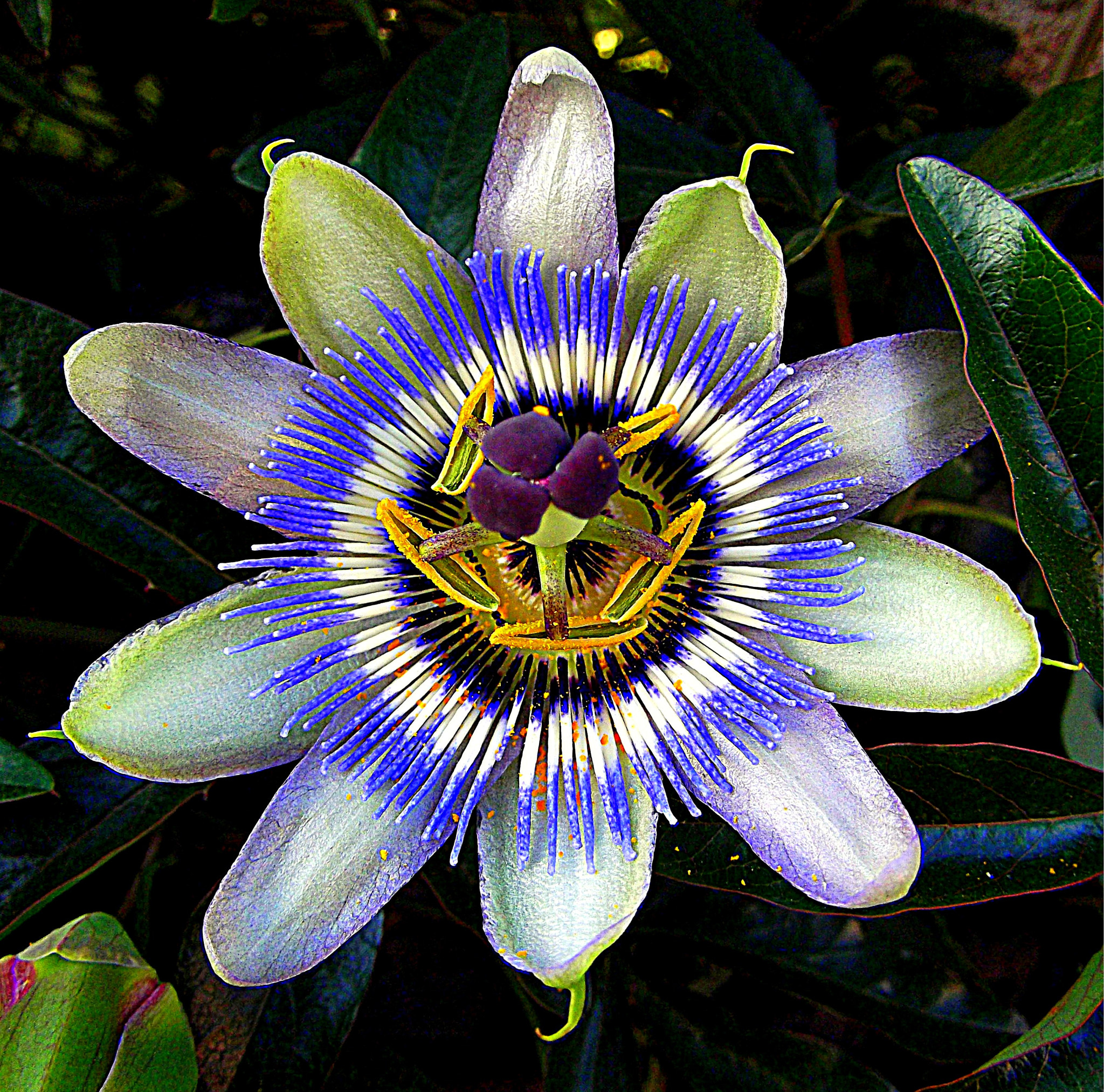 Fujifilm FinePix JX250 sample photo. Passionflower - passiflora caerulea, fiore della passione. photography