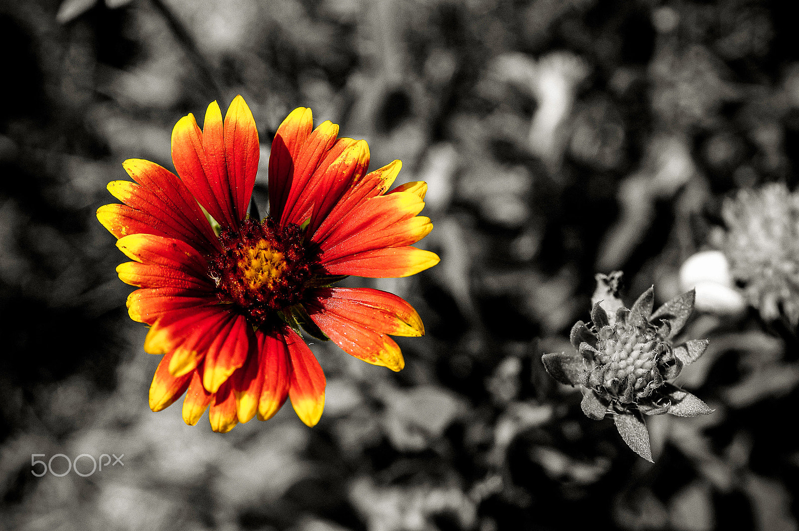 Sony SLT-A57 + Sony DT 30mm F2.8 Macro SAM sample photo. Black and white and color! photography