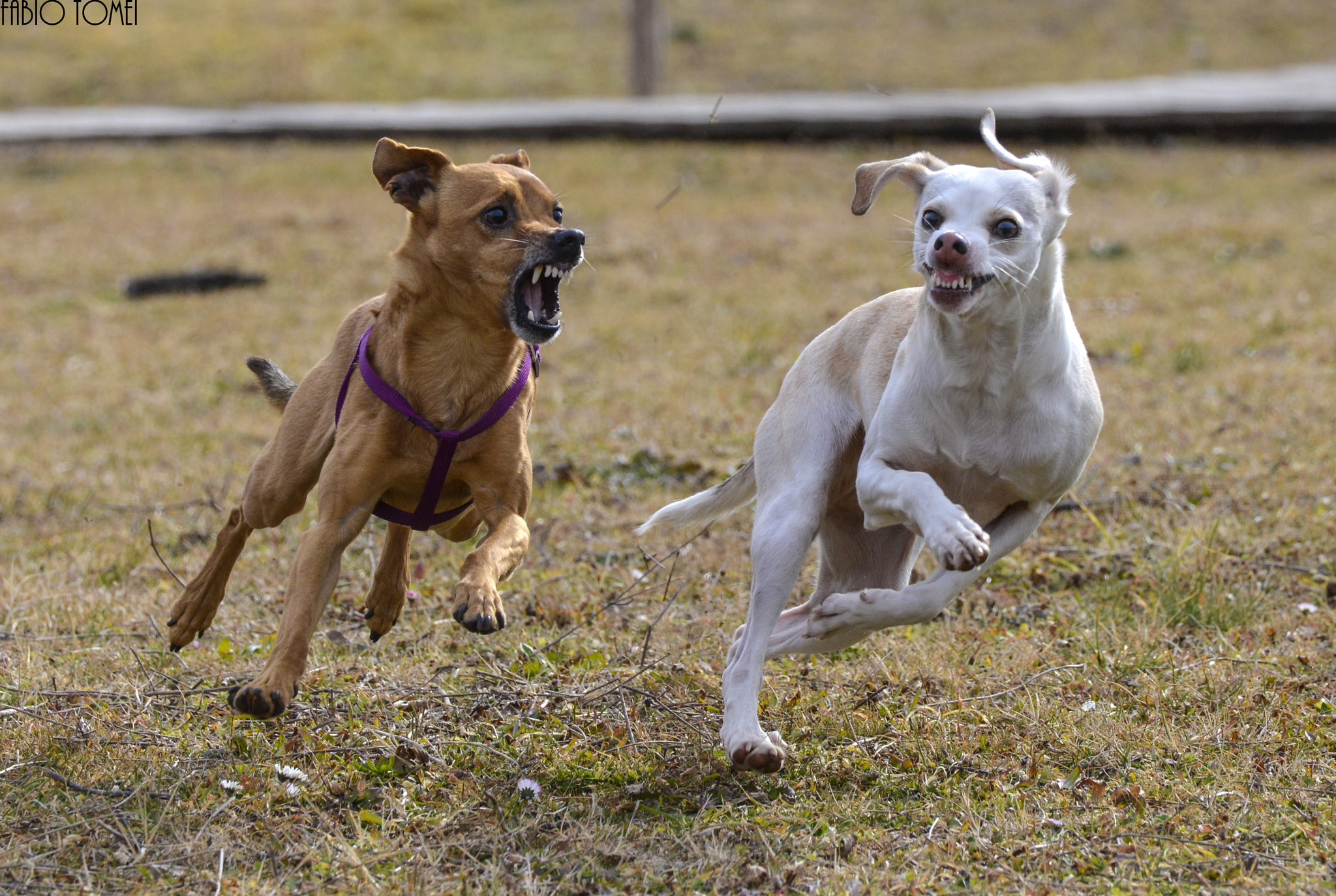 Nikon D600 sample photo. Django e dindina photography