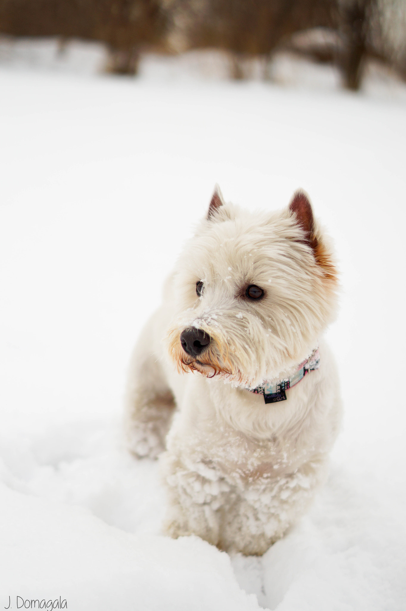 Sony SLT-A58 sample photo. White in white! photography