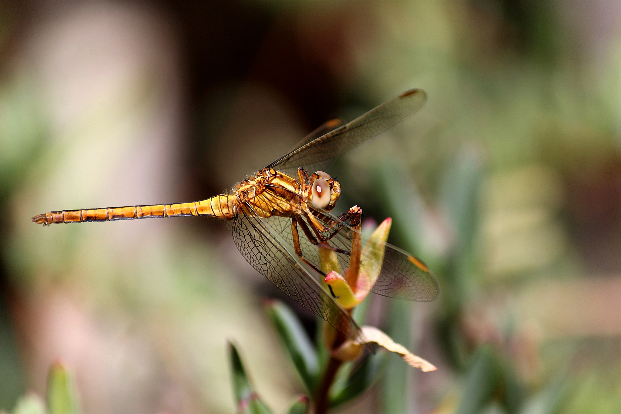 Canon EF-S 55-250mm F4-5.6 IS sample photo. Dragonfly photography